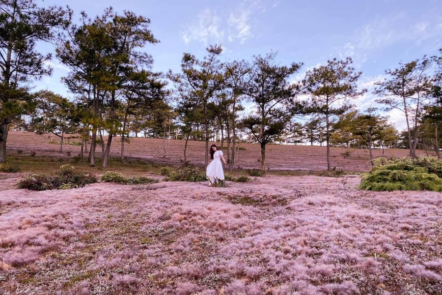 Những đồi cỏ hồng ở Đà Lạt