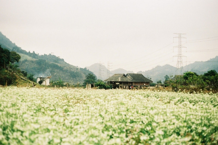 Hoa cải trắng ngập tràn trên đồng núi Mộc Châu