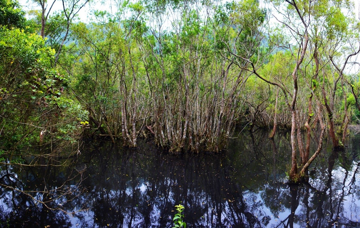 Discover Frog Pond - An Exciting Destination in Cat Ba National Park