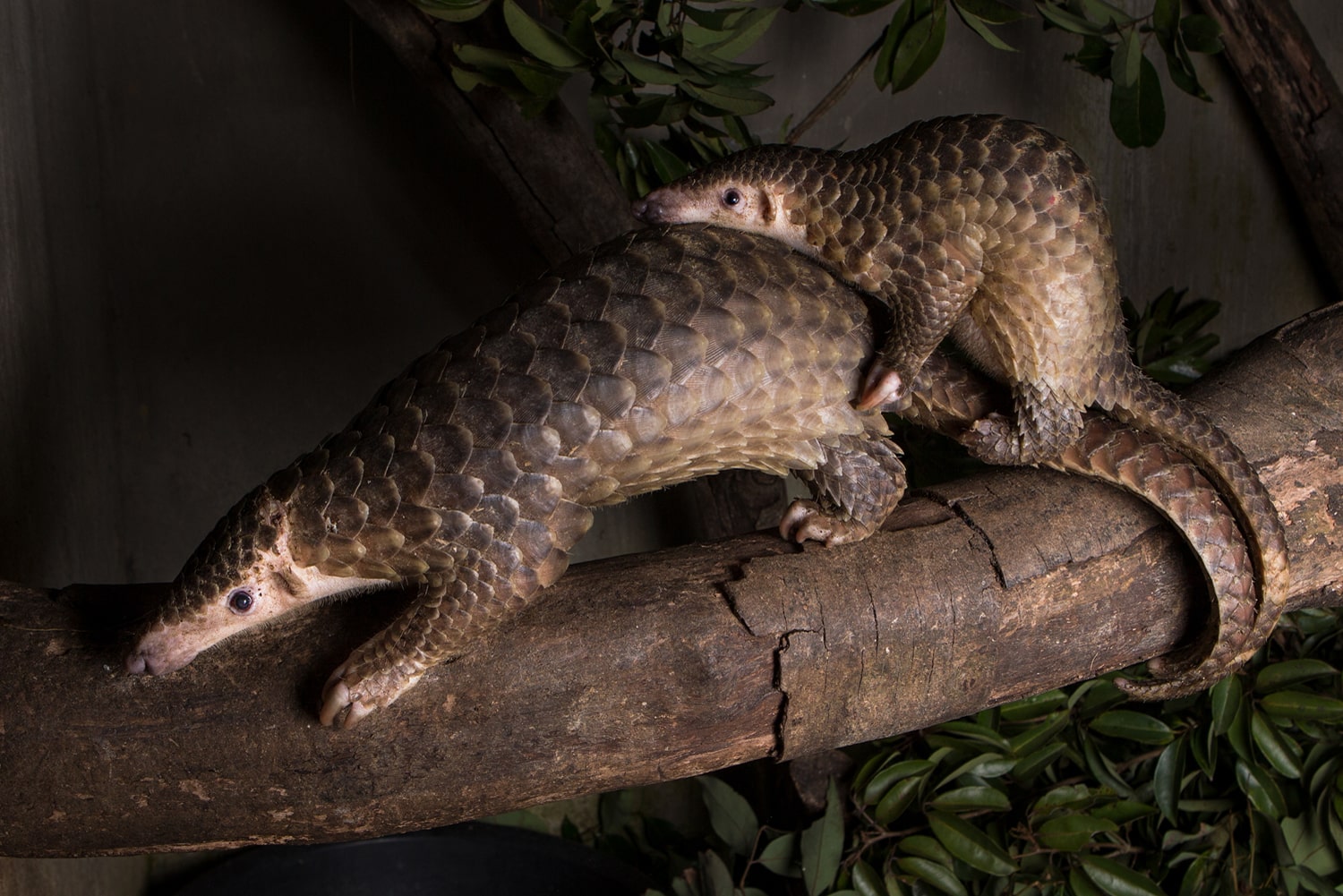 Cuc Phuong National Park Day Exploration Tour - Main Image