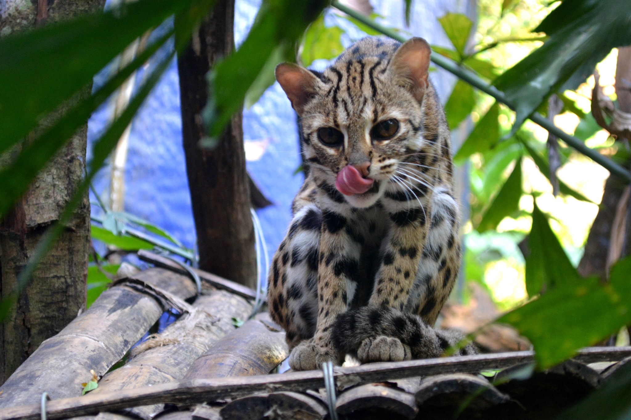 Cuc Phuong National Park 1 Day Exploration Tour