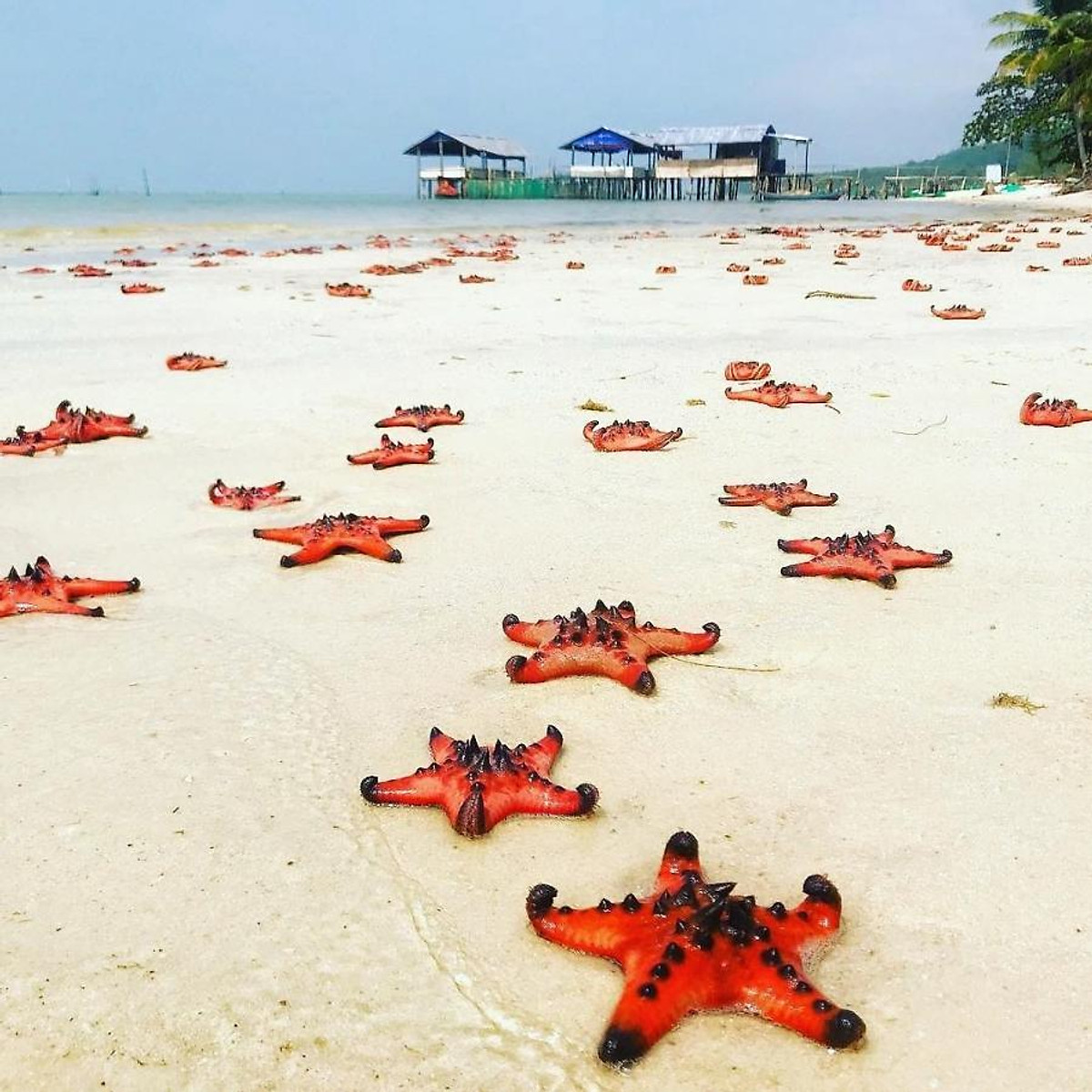 Phu Quoc: Sightseeing In The South – Sao Beach – Ho Quoc Pagoda