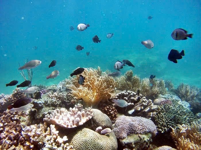 SNORKELING TOUR - Snorkeling (1 time) – Lunch