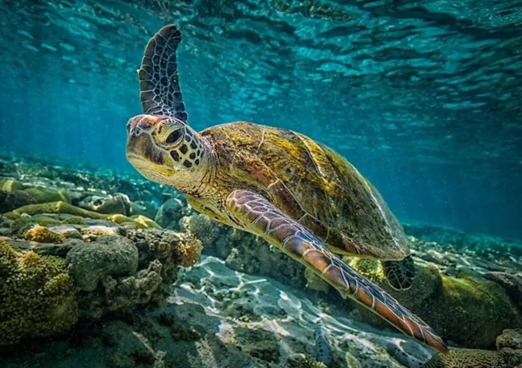 UNDERWATER WALKING TOUR - Underwater walking (1 time) – Lunch