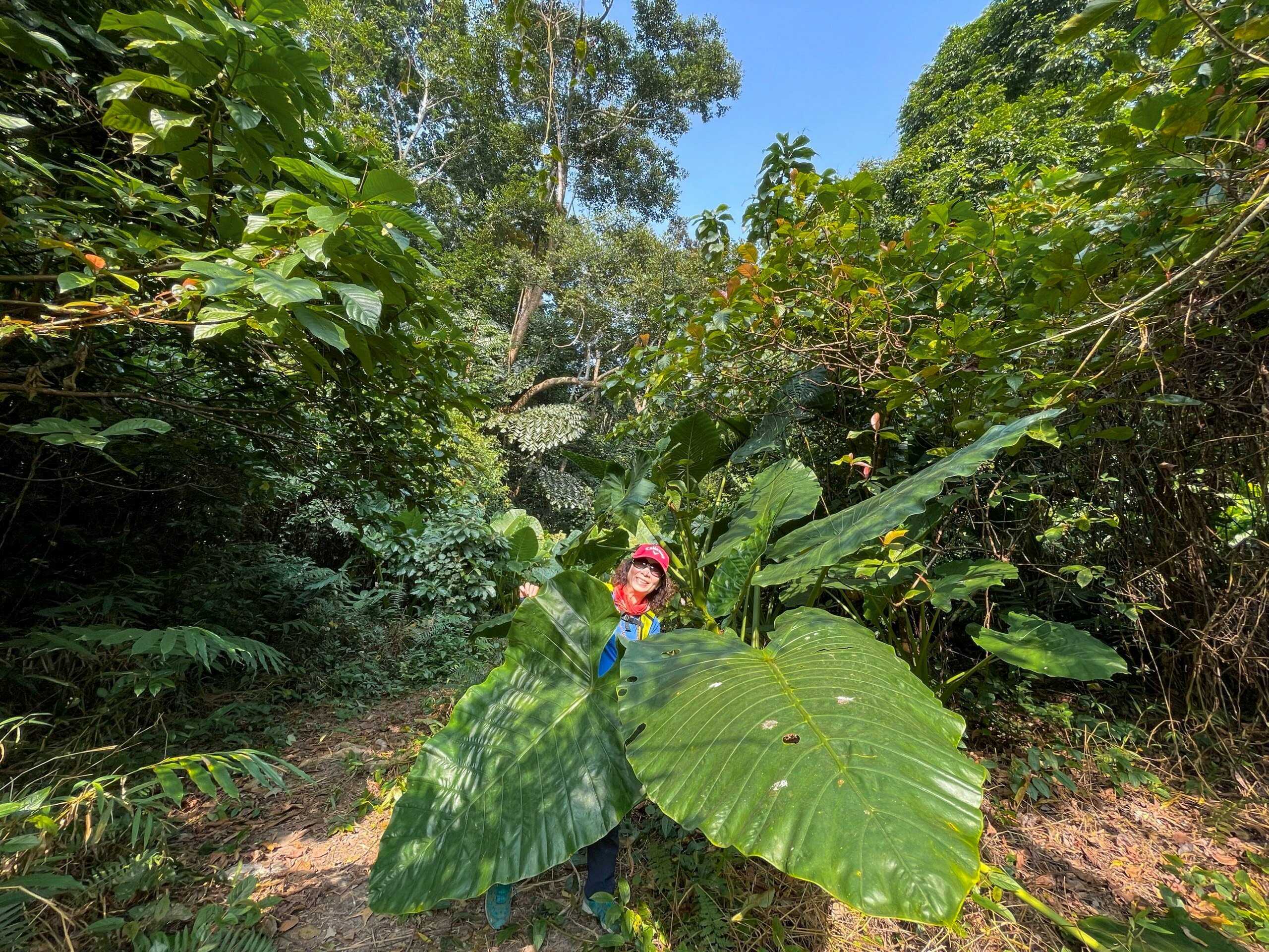 One Day Trekking Cat Ba National Park | Departure from Hanoi