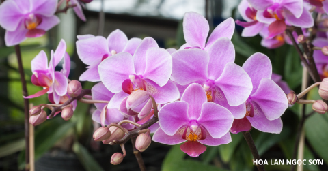 Mẹo nhận biết hoa lan được tưới quá nhiều hay ít nước
