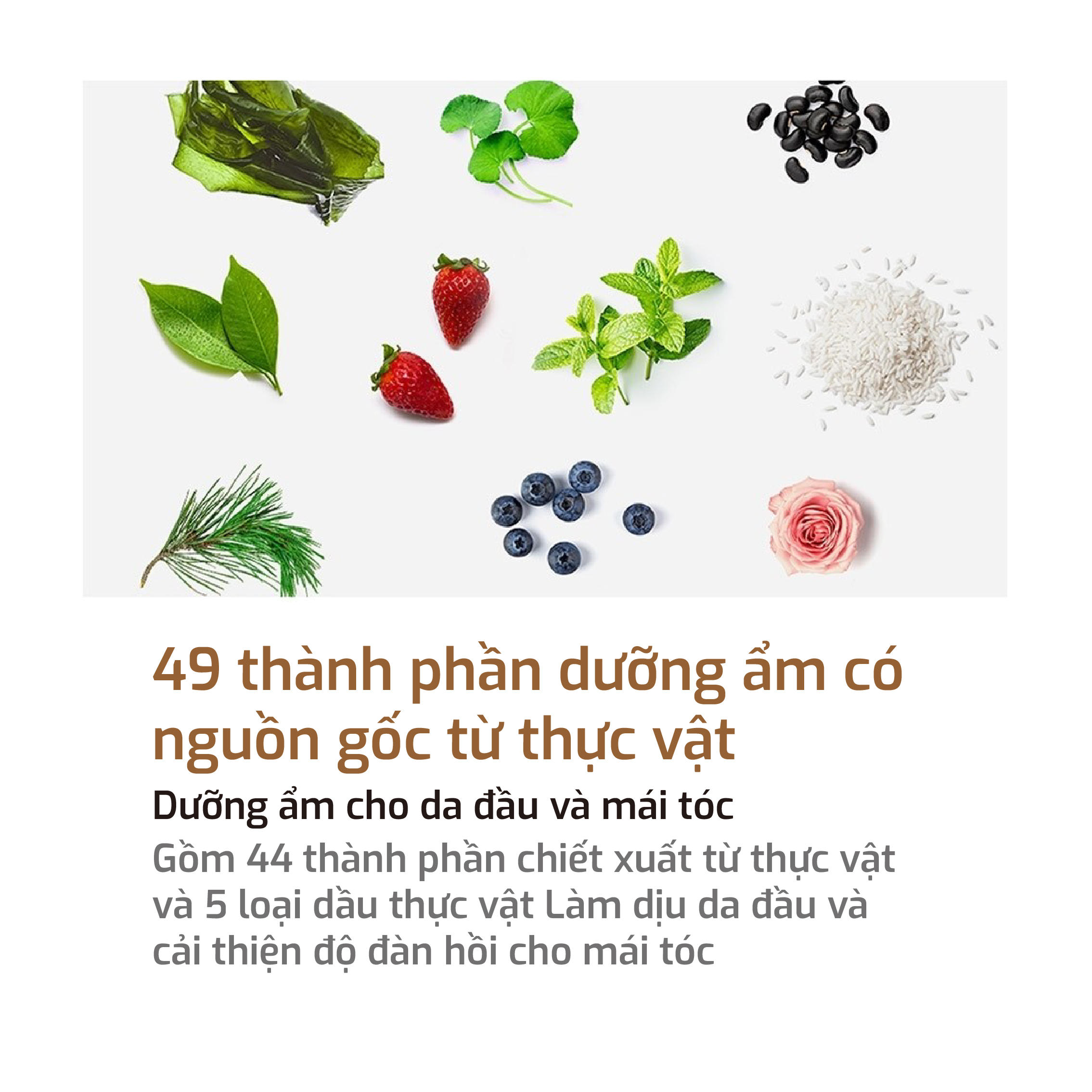 Dầu Gội Cân Bằng Tự Nhiên KUNDAL Honey&Macadamia 500ml