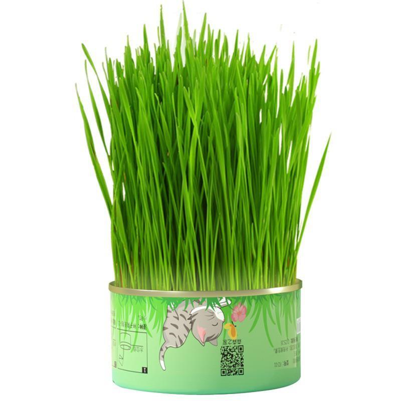 Lon Trồng Cỏ Mèo Tươi Thủy Canh Tiện Lợi