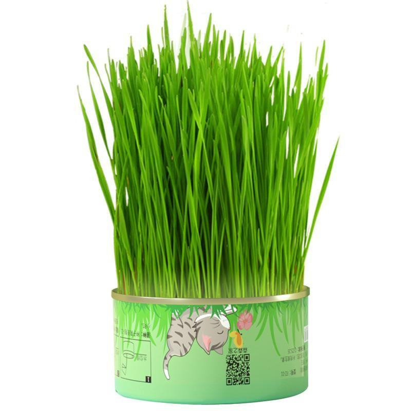 Lon Trồng Cỏ Mèo Tươi Tiện Lợi giúp hỗ trợ tiêu hóa giảm búi lông giảm stress