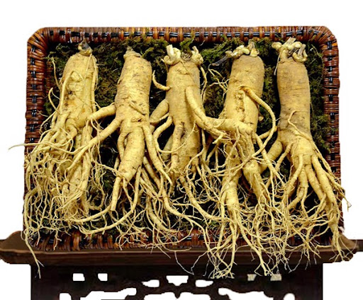 Sâm tươi Hàn Quốc cỡ 5 củ/kg loại VIP