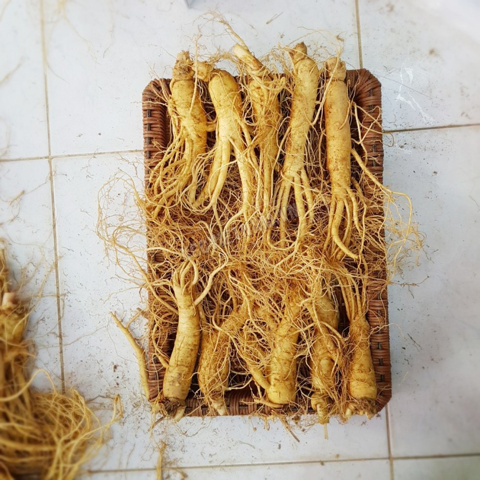 Sâm tươi Hàn Quốc cỡ 10 củ/kg loại VIP