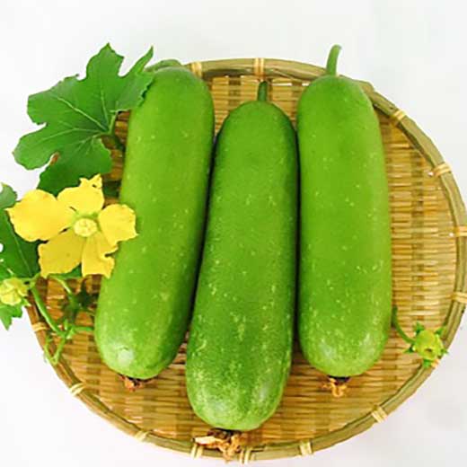 Bí đao