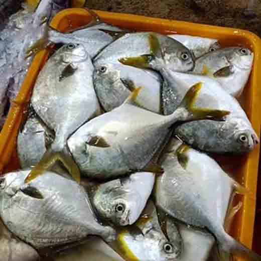 Cá chim trắng