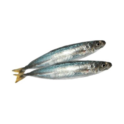 Cá nục