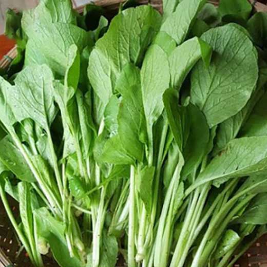 Cải ngọt