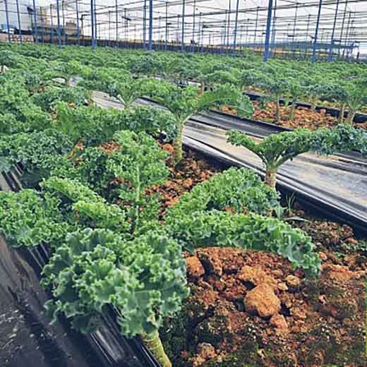 Cải xoăn kale