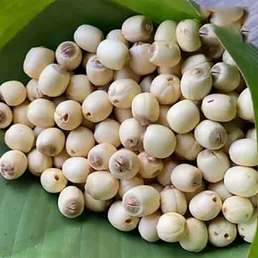 Hạt sen tươi
