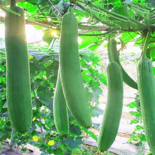 Mướp hưu cơ