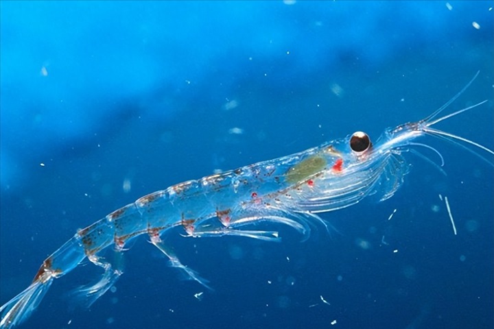 Dầu nhuyễn thể Omega 3 là gì?