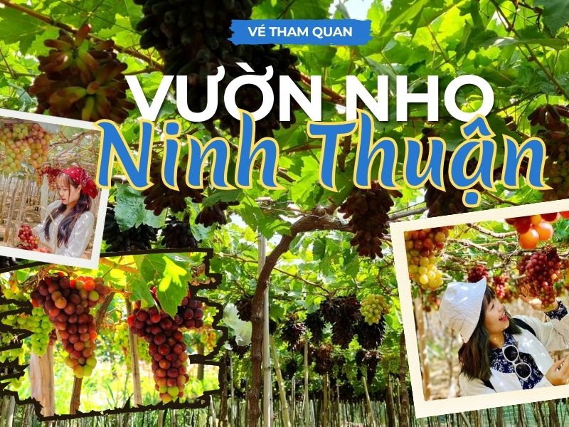 Vé Tham Quan Vườn Nho Ninh Thuận – Hẹn Nhau Giữa Vườn Nho Tươi