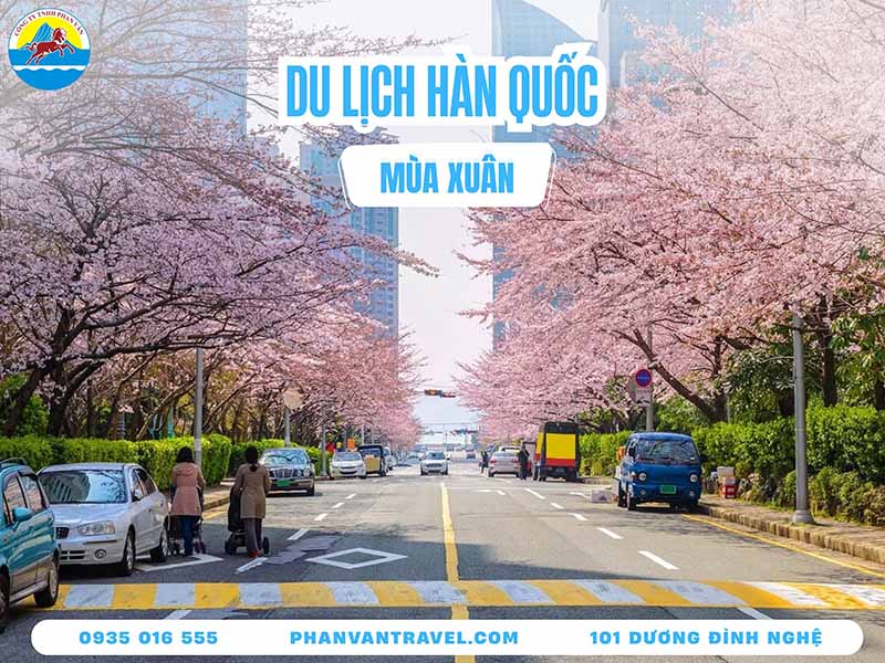Điểm Du Lịch Hàn Quốc Mùa Xuân: Cẩm Nang Khám Phá Xứ Sở Kim Chi Từ A-Z