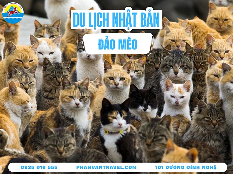 Du Lịch Đảo Mèo Nhật Bản: Khám Phá 12 Vương Quốc Hoàng Thượng Độc Đáo