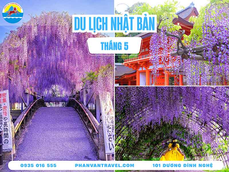 Du Lịch Nhật Bản Tháng 5: Kinh Nghiệm Săn Hoa Tử Đằng Chi Tiết