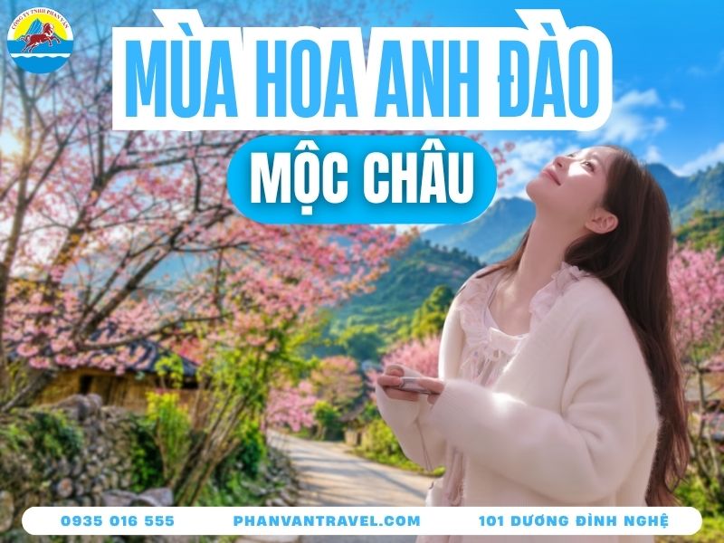 Mùa Hoa Anh Đào Mộc Châu 2026: Thời Gian, Địa Điểm, Kinh Nghiệm