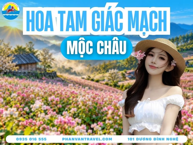 Mùa Hoa Tam Giác Mạch Mộc Châu 2026: Đi Tháng Mấy, Ở Đâu?