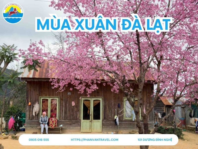 Mùa Xuân Đà Lạt: Mùa Hoa Nở Rộ Và Những Trải Nghiệm Tuyệt Vời Nhất