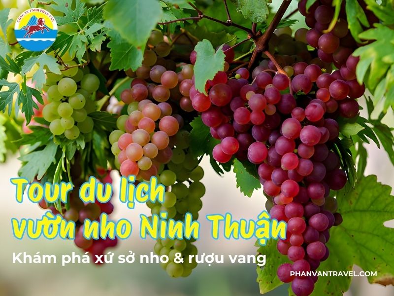 Tour du lịch vườn nho Ninh Thuận: Khám phá xứ sở nho & rượu vang