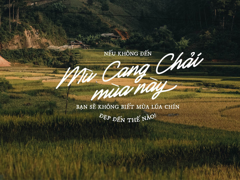 Vẻ Đẹp Mù Cang Chải Vào Mùa Hoa Cải Vàng
