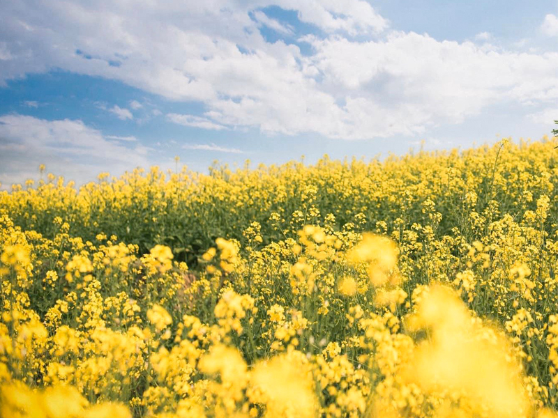 Khám Phá Sơn La Vùng Đất Đẹp Mê Hồn