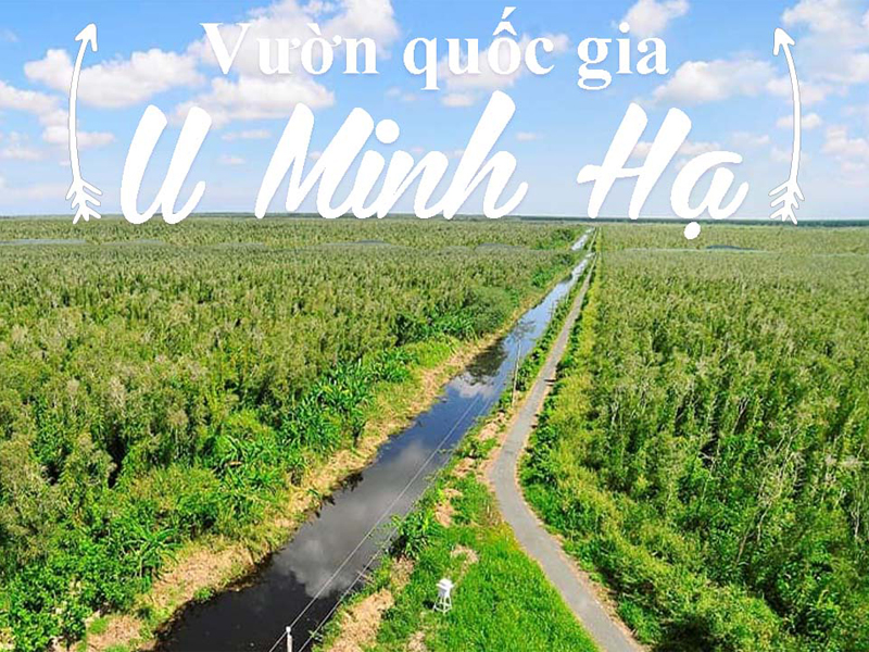 Du Lịch Rừng U Minh Uy Tín Một Trải Nghiệm Thú Vị