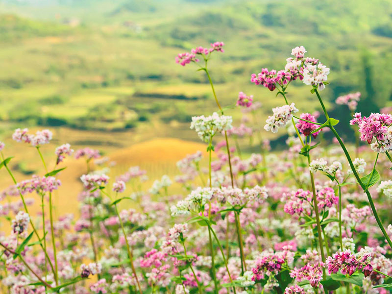 Mùa Hoa Tam Giác Mạch Hà Giang