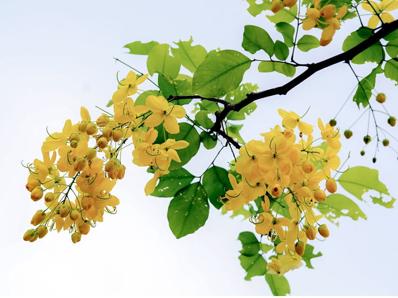 Tham Quan Gia Lai Vào Mùa Hoa Muồng