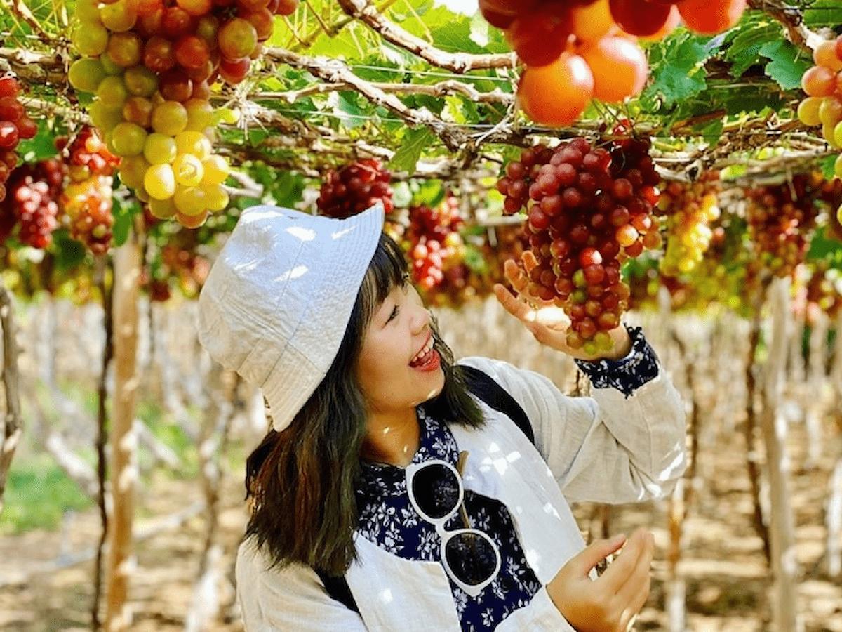 Vườn Nho Ba Mọi