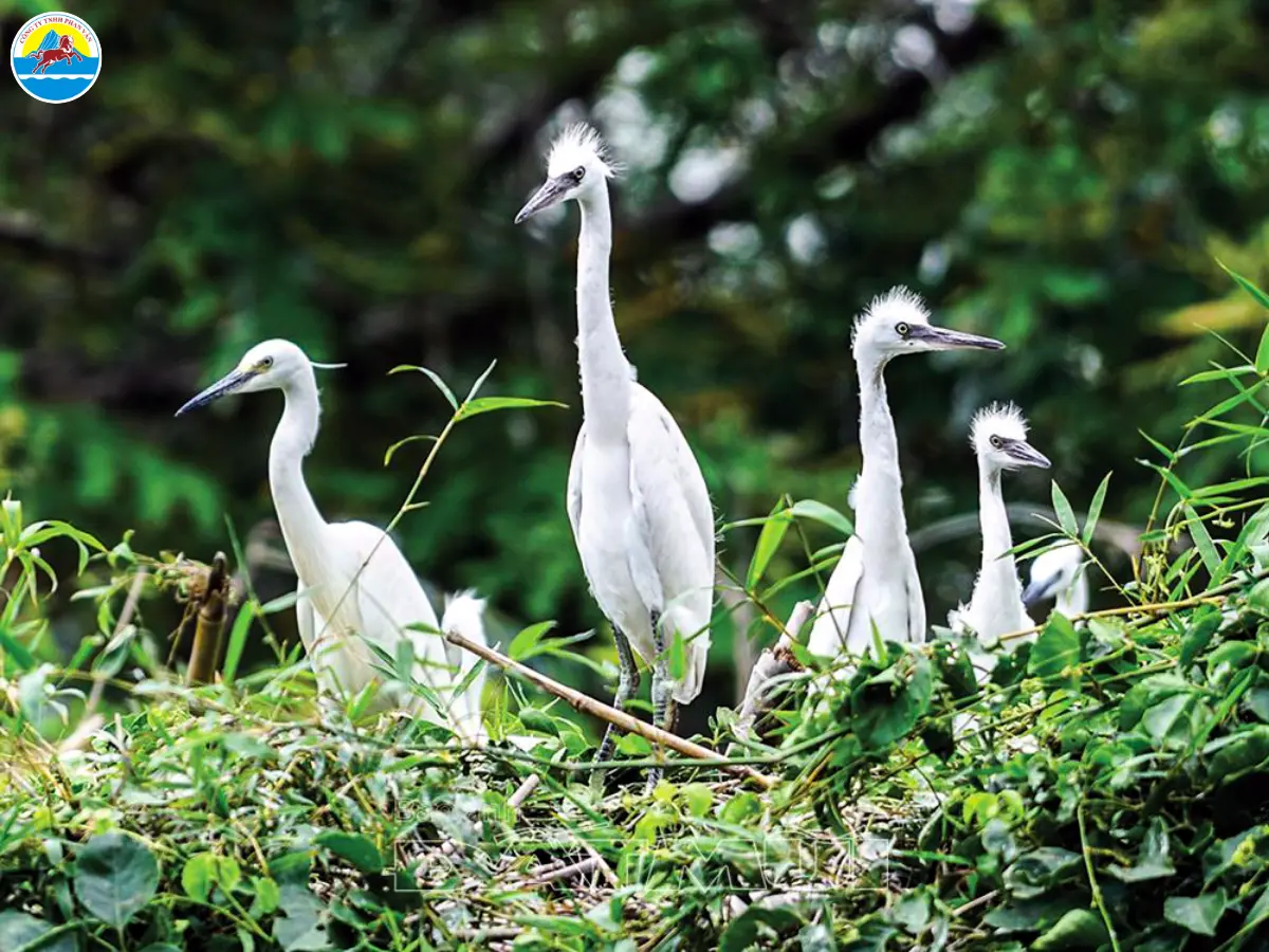 du lịch sinh thái ở cà mau​