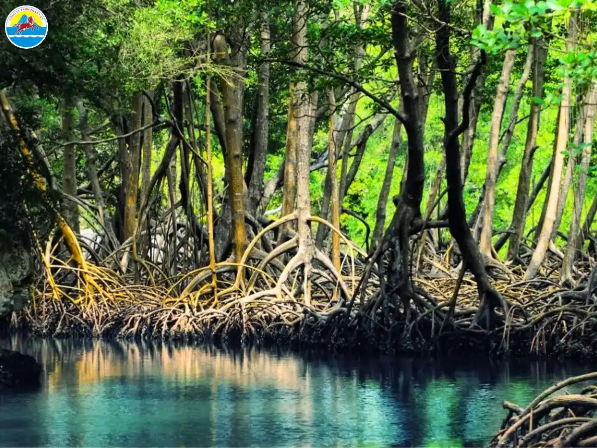 du lịch sinh thái ở cà mau​