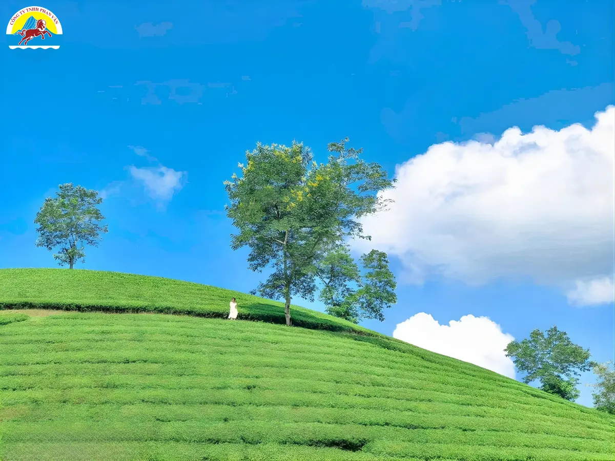 Đồi chè Long Cốc