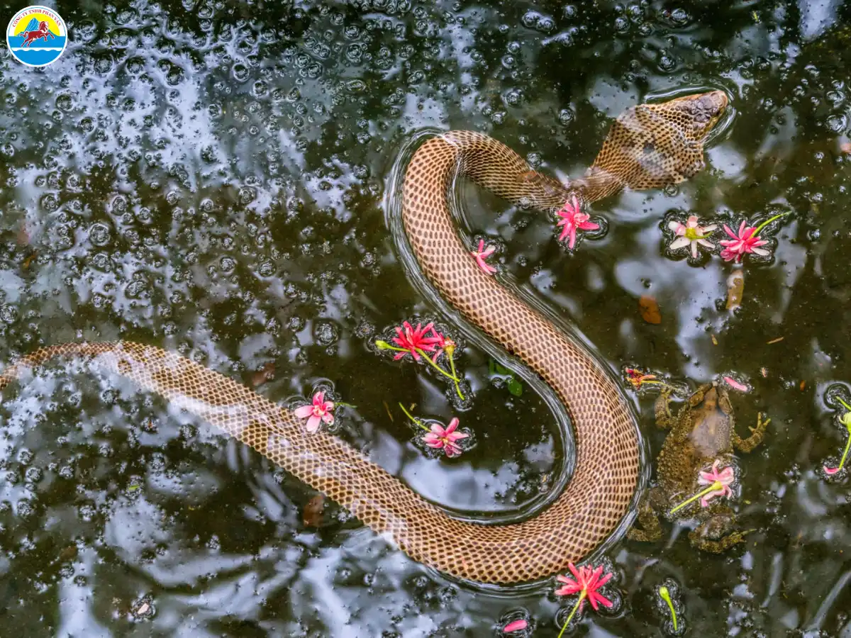 kinh nghiệm du lịch tiền giang