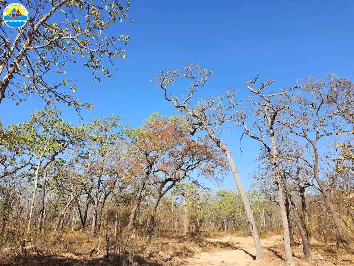 khu du lịch cầu treo buôn đôn​