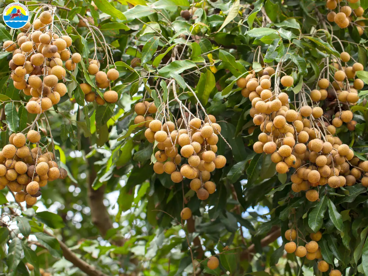 du lịch cồn ấu cần thơ