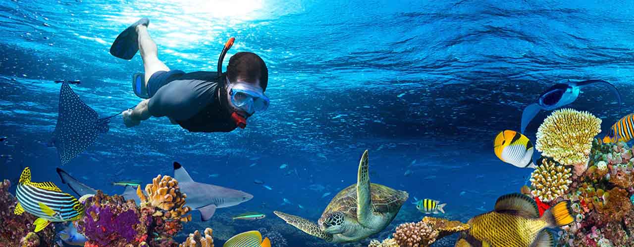 Lặn ngắm san hô một trong những hoạt động thú vị khi đến đảo Cù Lao