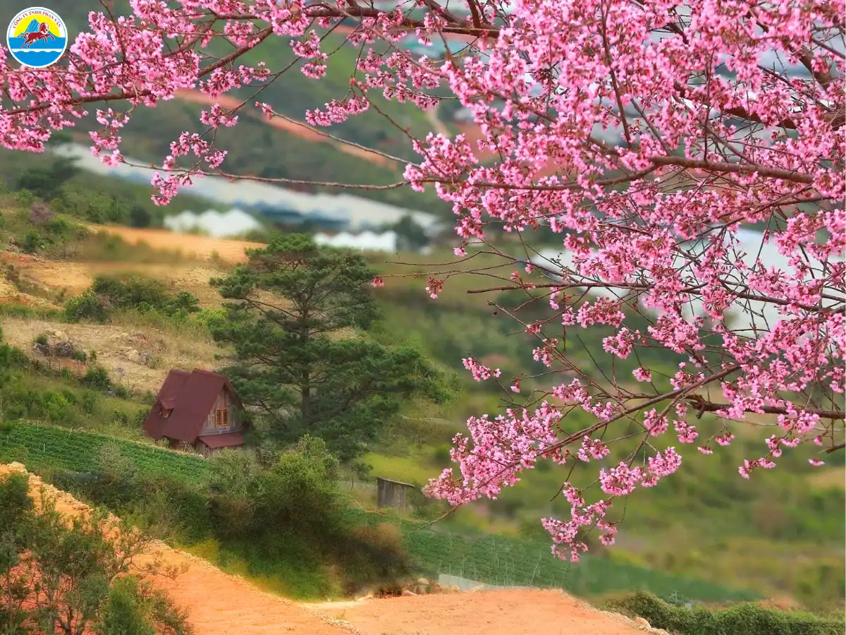 đà lạt tháng 1 có lạnh không