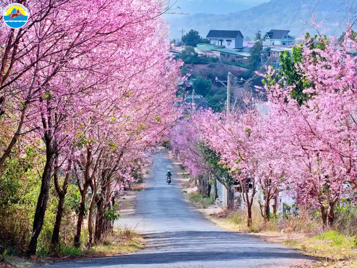 đà lạt tháng 1 có lạnh không