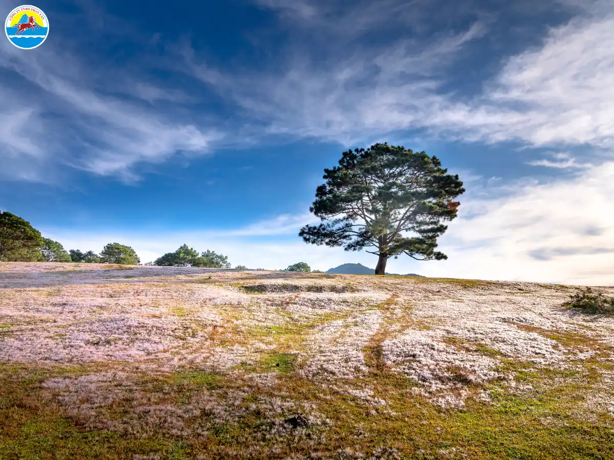 kinh nghiệm du lịch đà lạt tháng 10