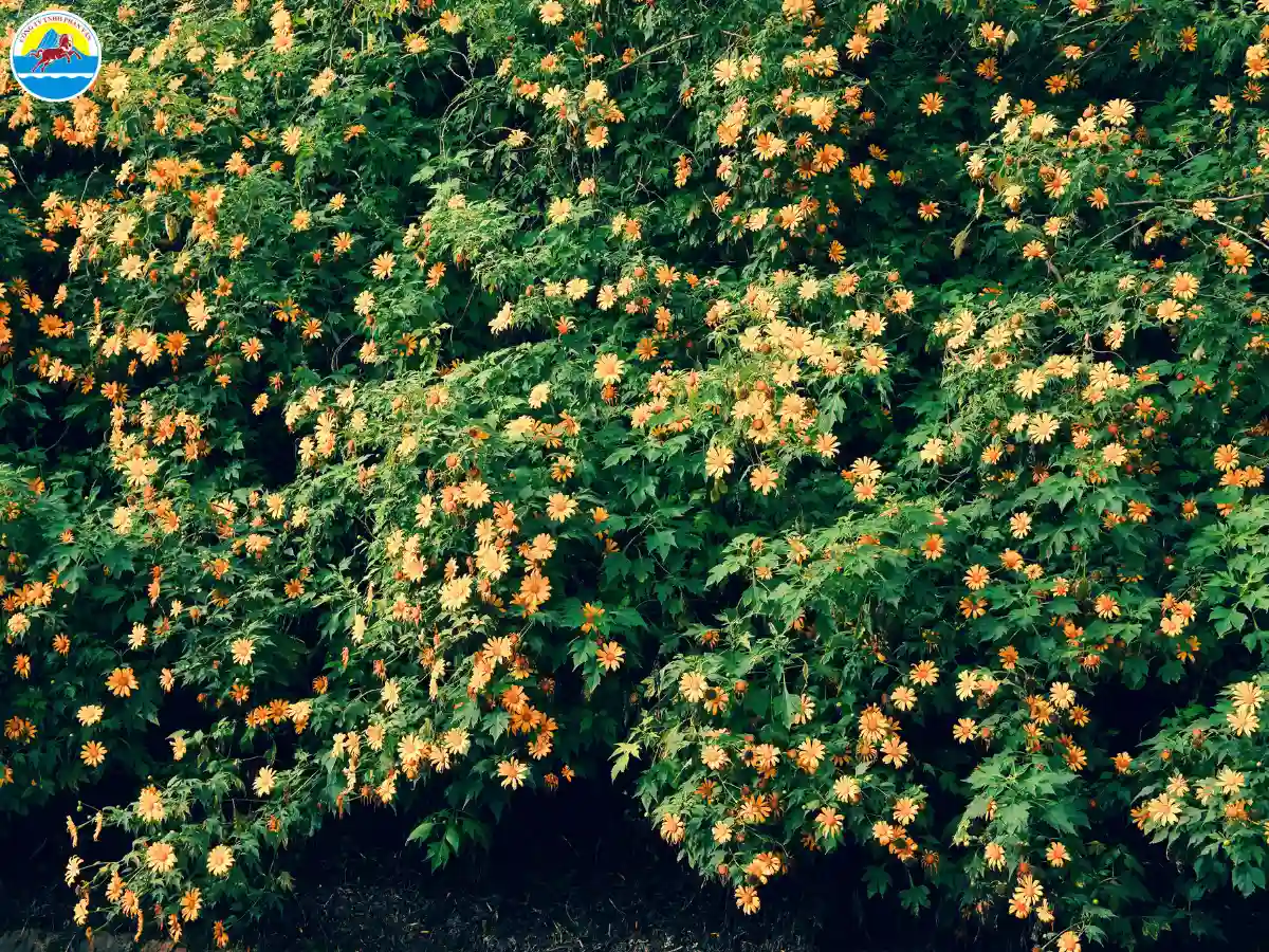 du lịch đà lạt tháng 10