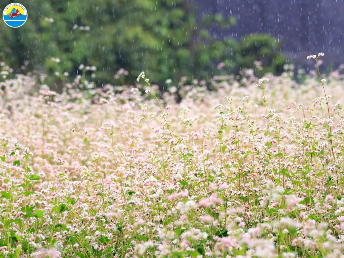 tháng 10 đà lạt có gì