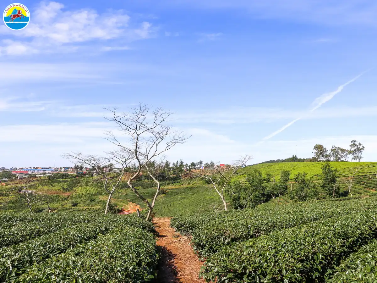 tháng 12 đà lạt có gì